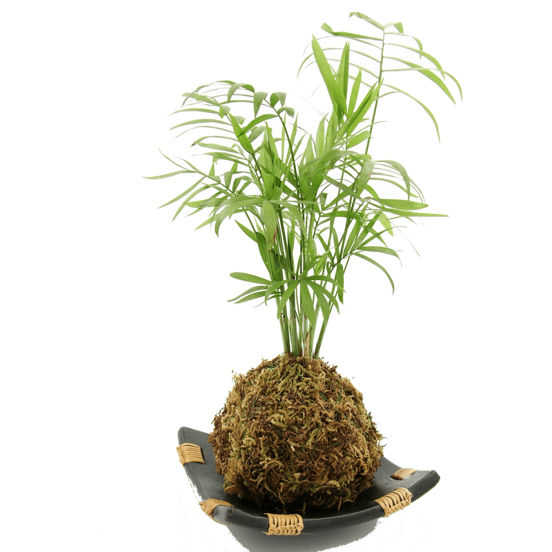 free download kokedama